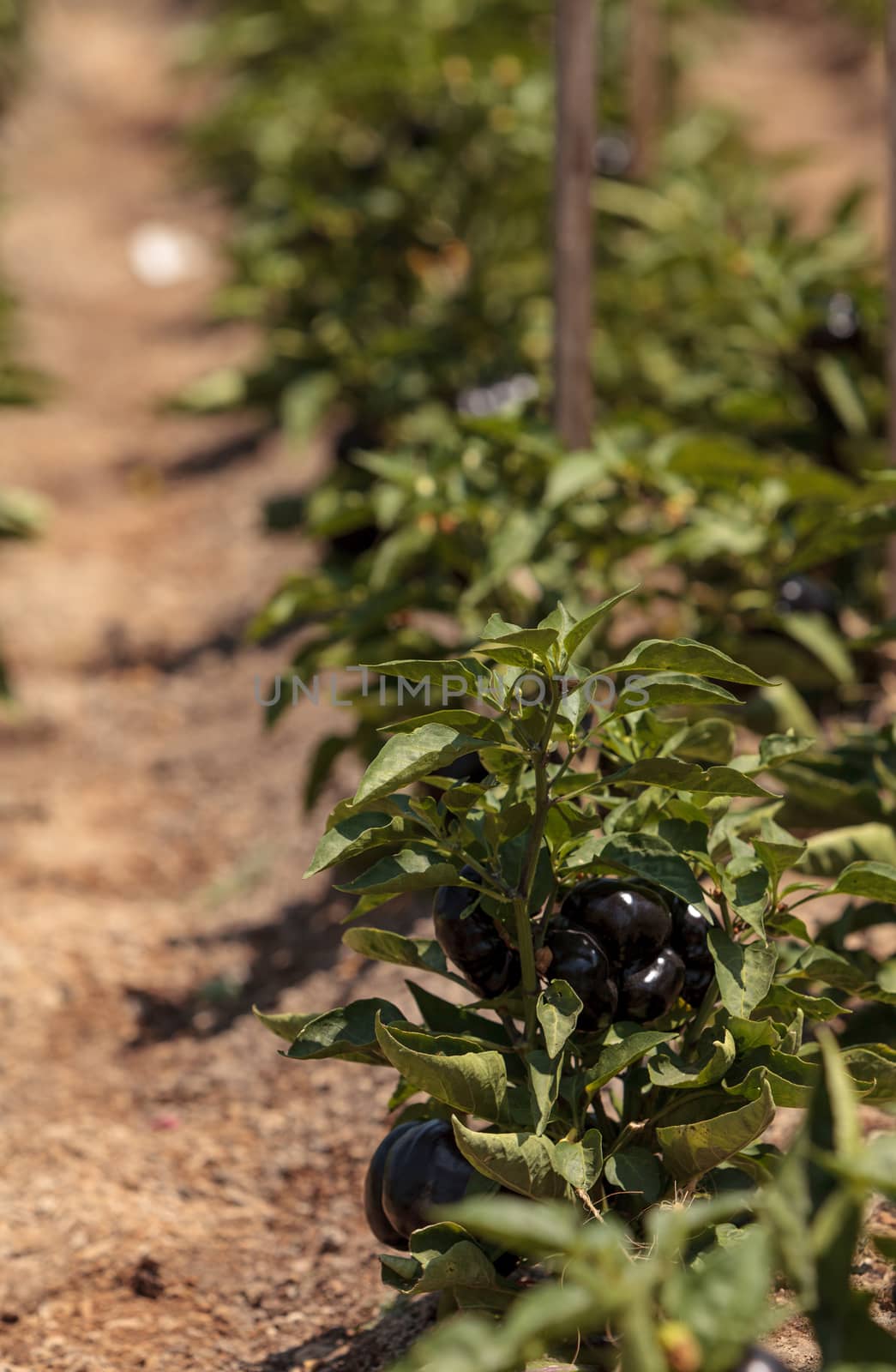 Purple bell peppers growing in an organic garden in spring in Southern California.