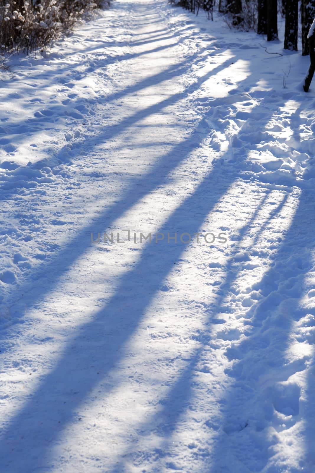 Winter country landscape. Path across forest with shadow light 