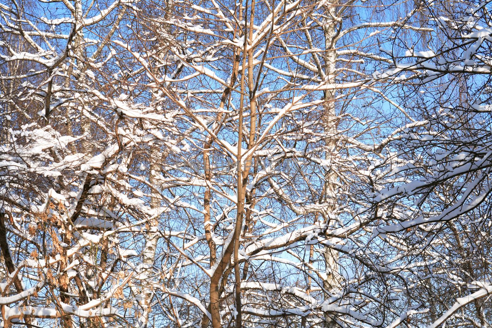 Winter background with branch tree under snow against blue sky 