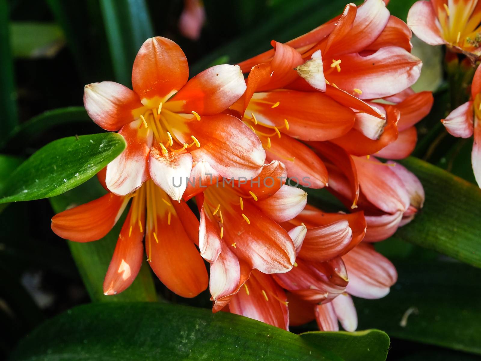 Details of a Natal lily flower. A flowering head of Clivia miniata (also known as bush lily, Kaffir lily).