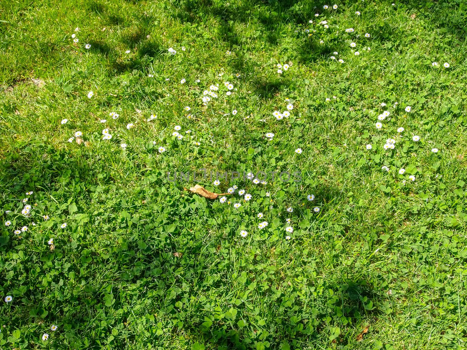 White clover in the green grass. Fresh summer or spring background.