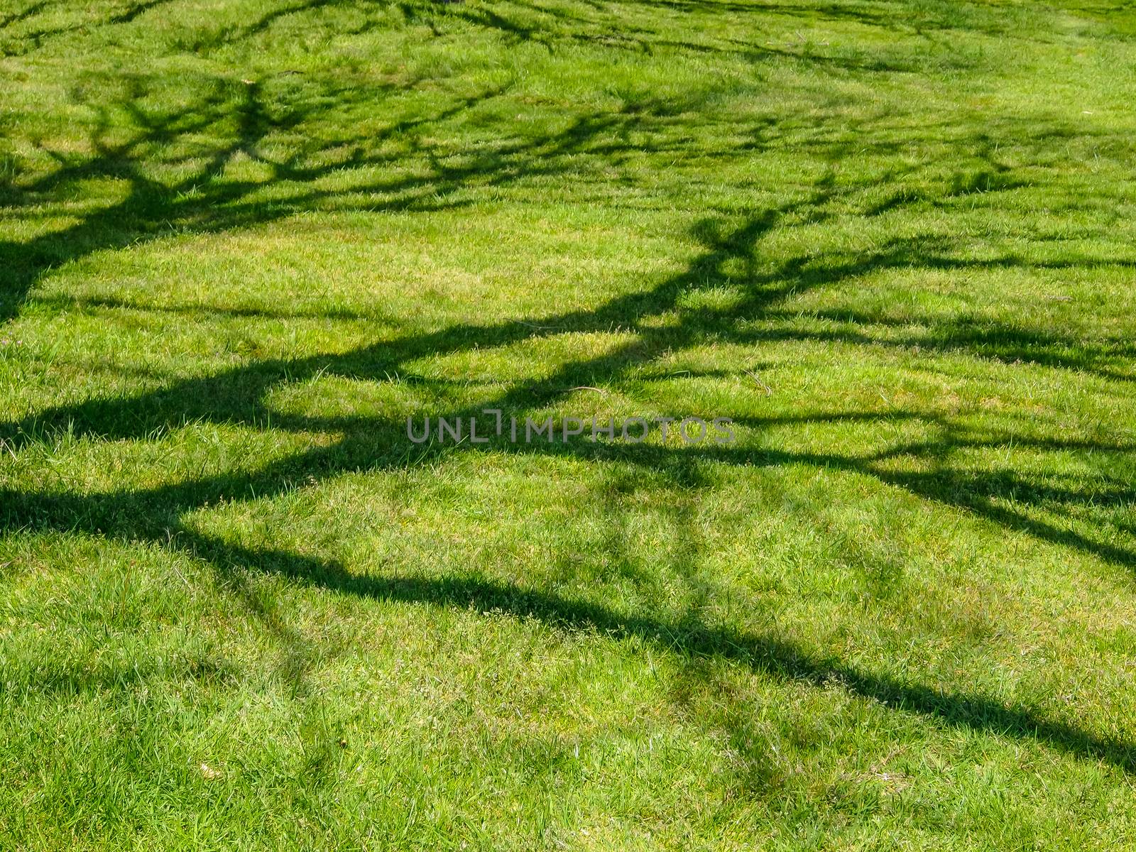 shade of a tree branches on green grass in park