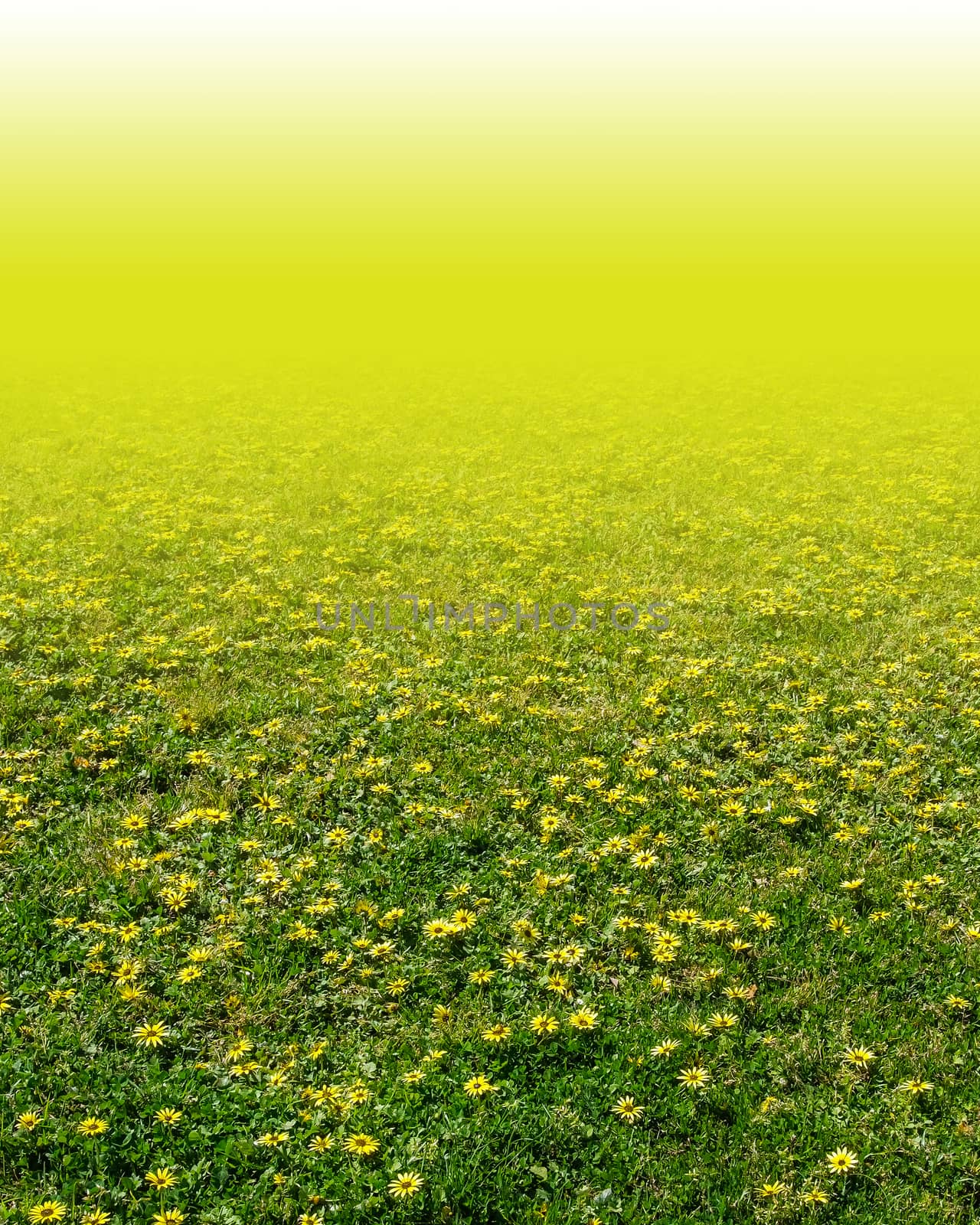 Yellow flower in the green grass. by simpleBE