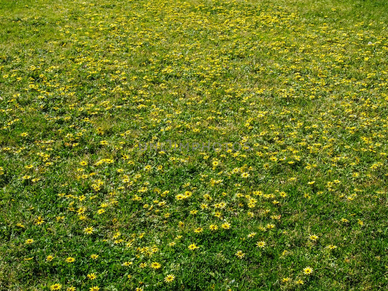 Yellow flower in the green grass. Fresh summer or spring background.