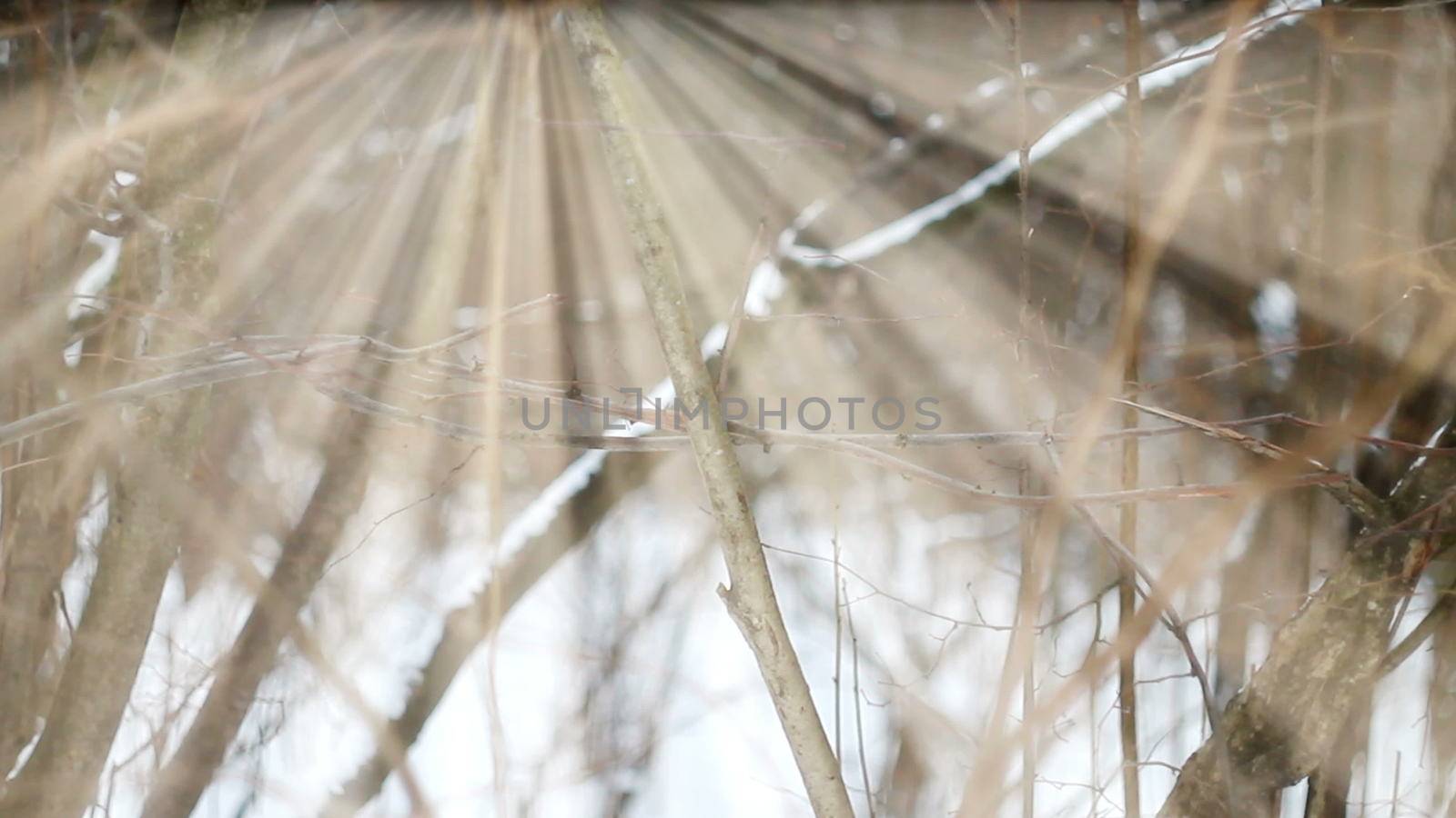Dreamlike woodland scene with shine effect. Snow composition