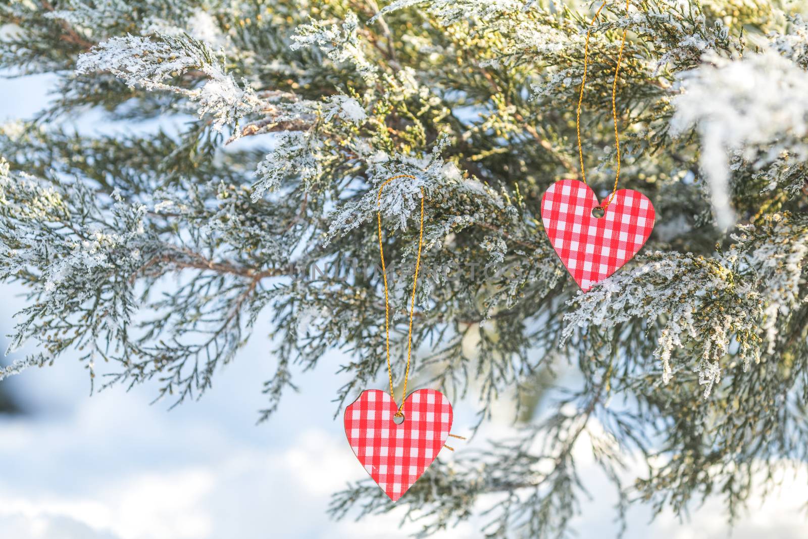 Beautiful valentine holiday background with two checkered hearts on thuja cypress tree branches covered with hoarfrost, white snow surface.