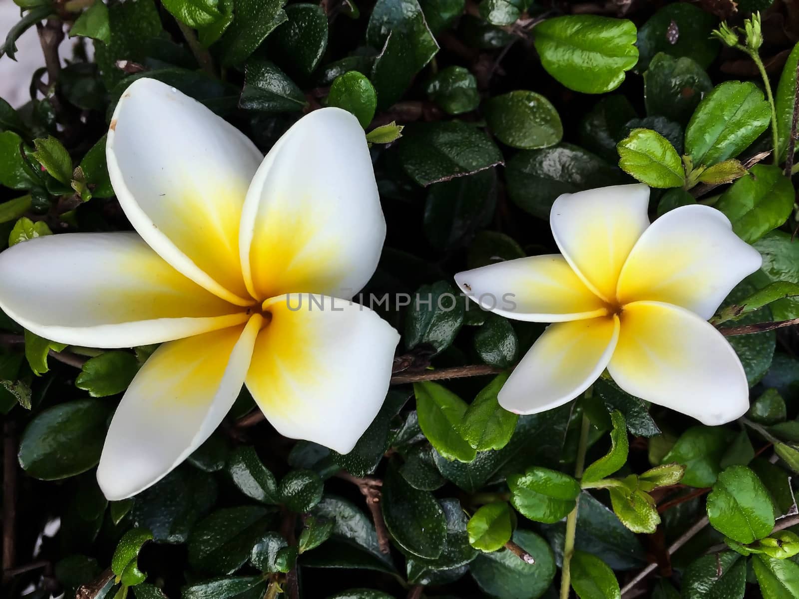 Closeup white and yellow plumeria flower by STZU