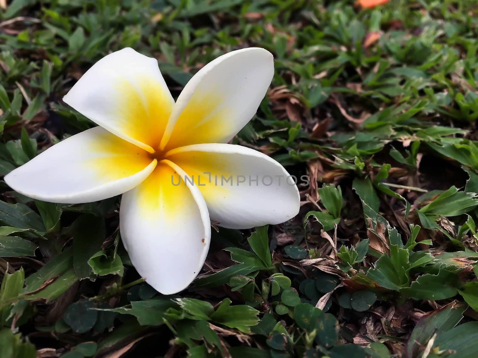 Closeup white and yellow plumeria flower by STZU