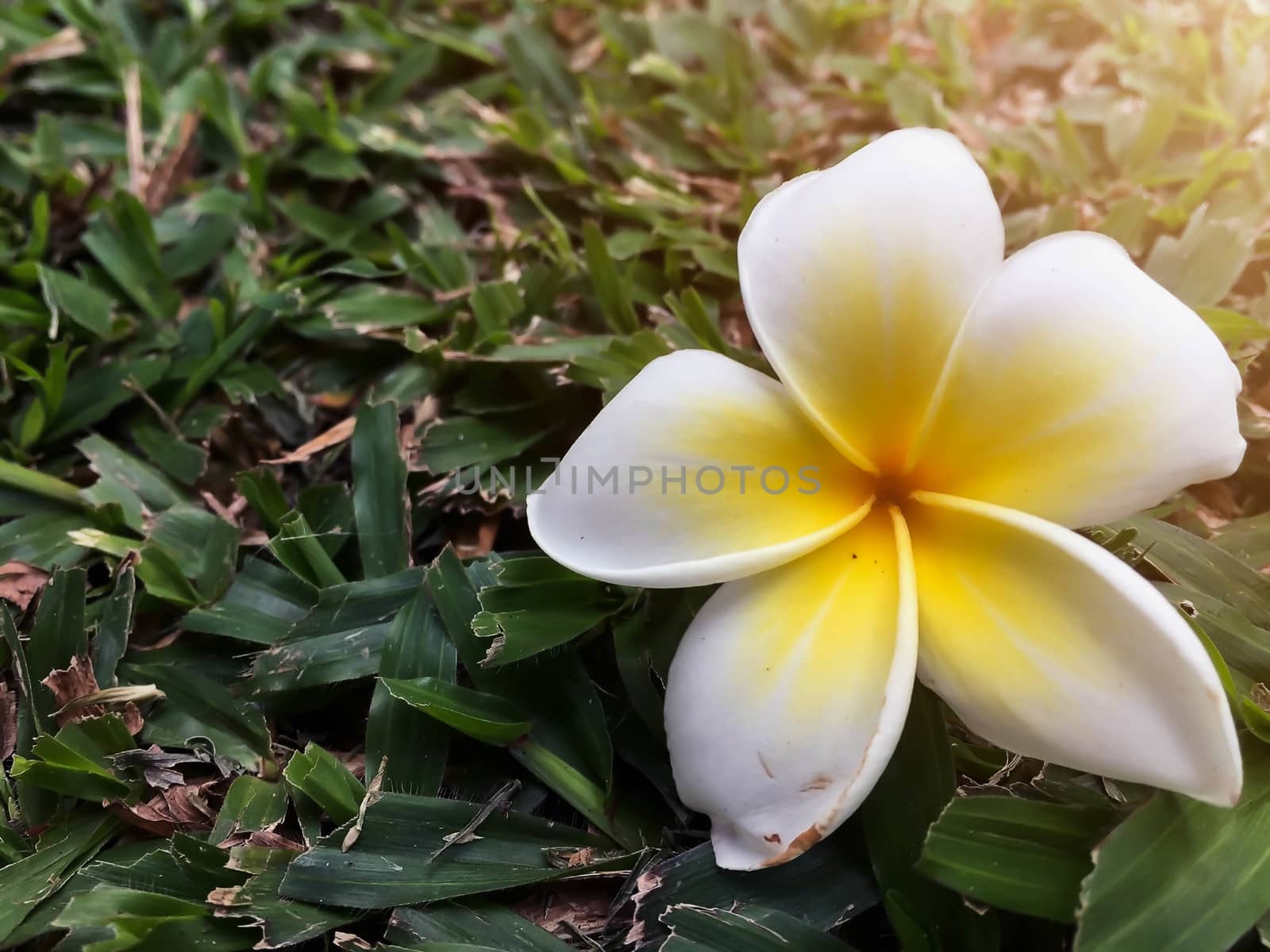 Closeup white and yellow plumeria flower by STZU