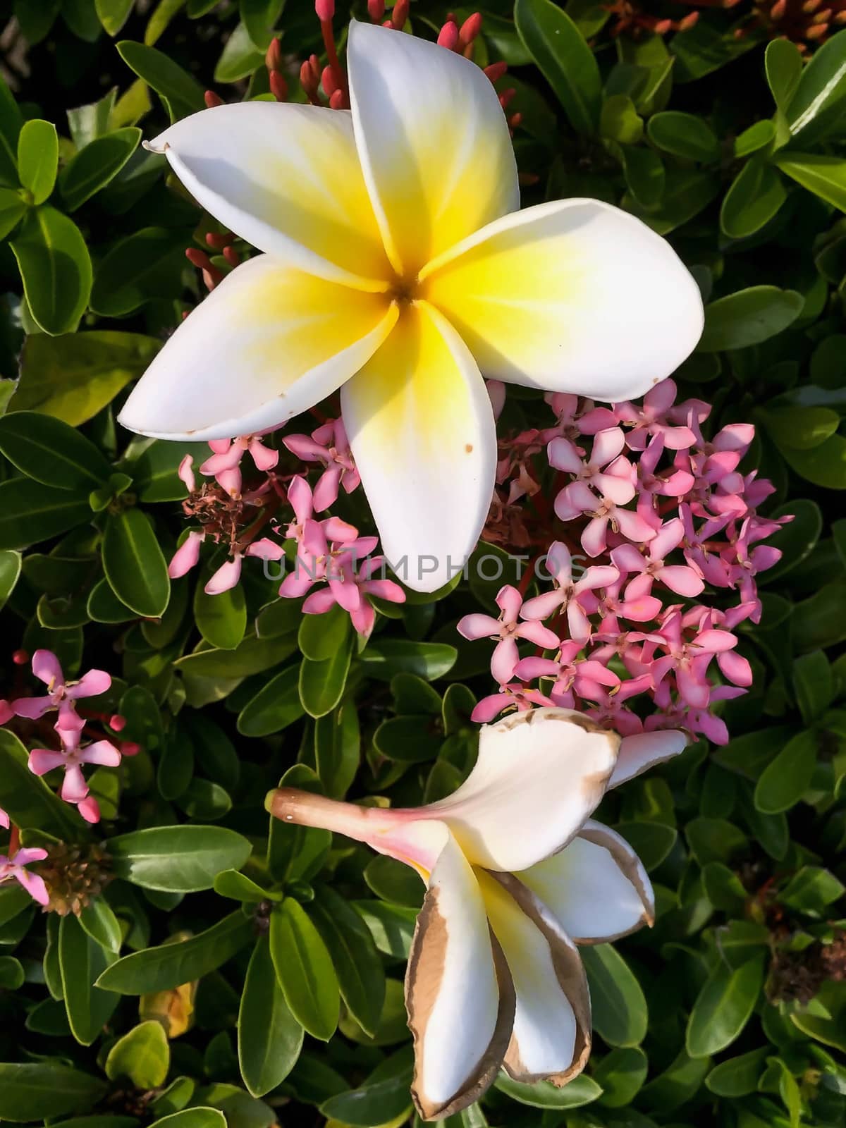 Closeup white and yellow plumeria flower by STZU