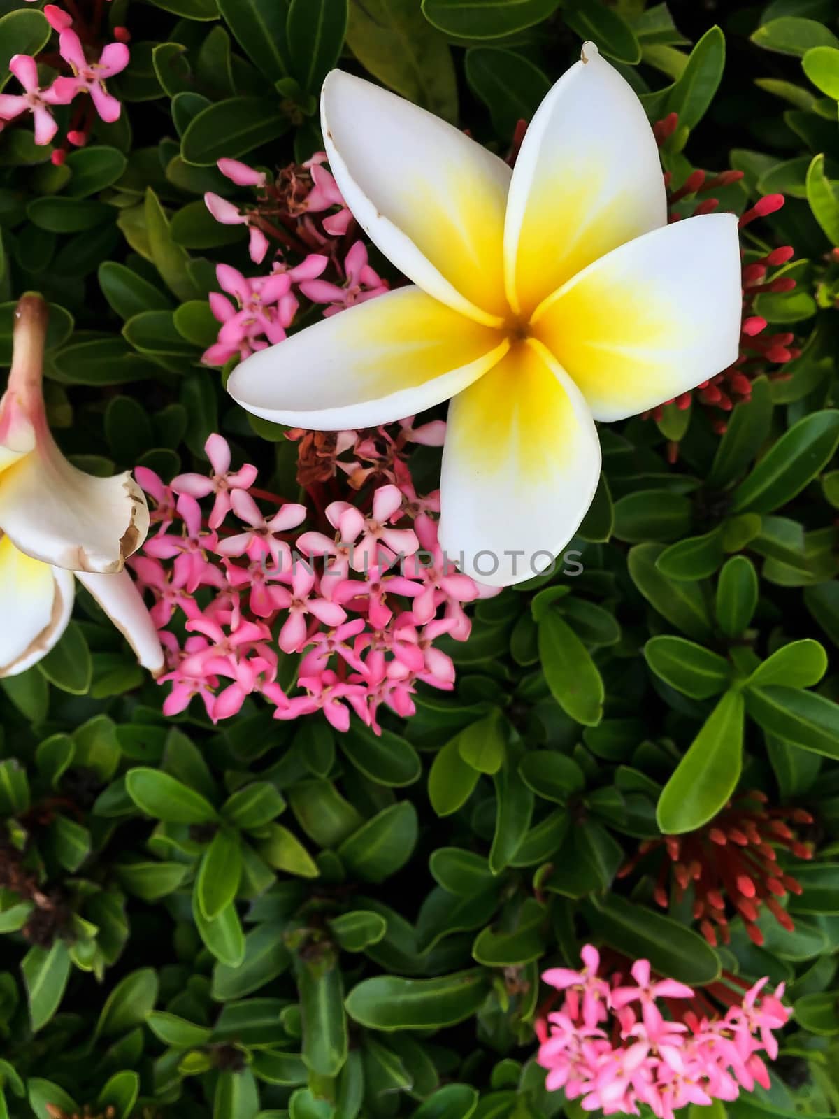 Closeup white and yellow plumeria flower by STZU