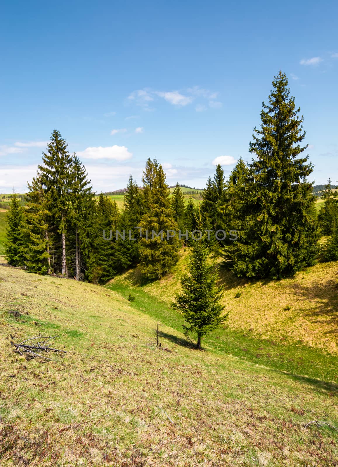 spruce forest on grassy hills. beautiful mountainous landscape in springtime on a sunny day