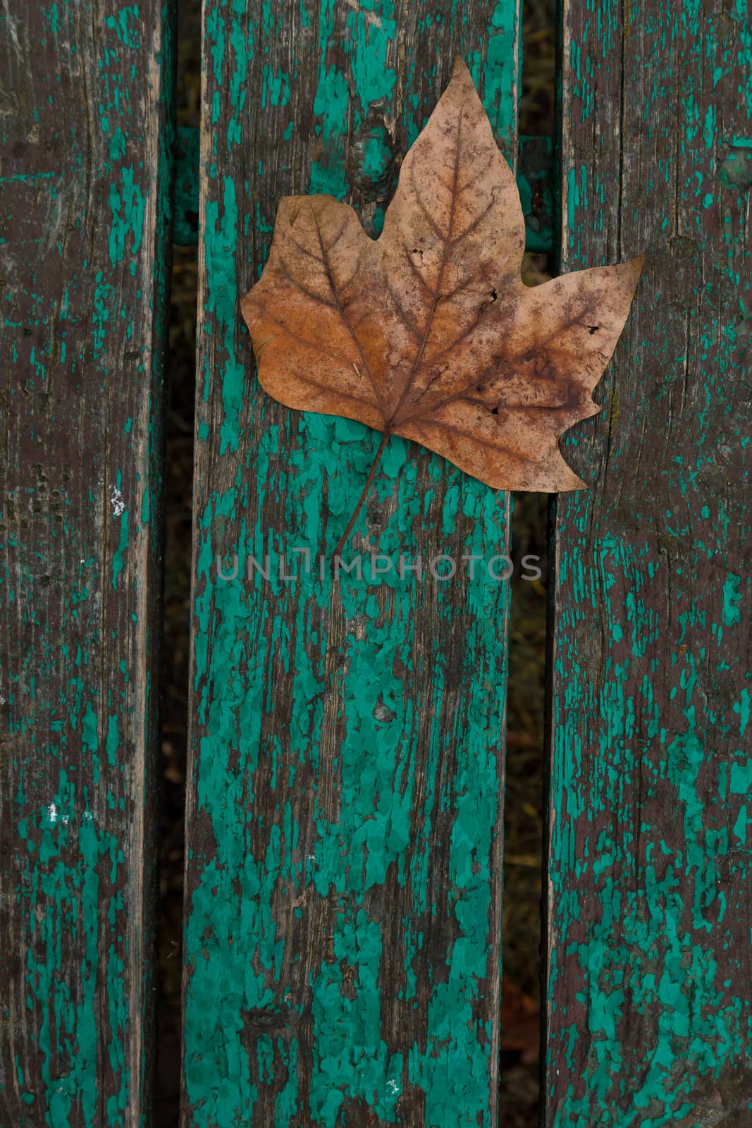 Dried leaf by ValentinBalan