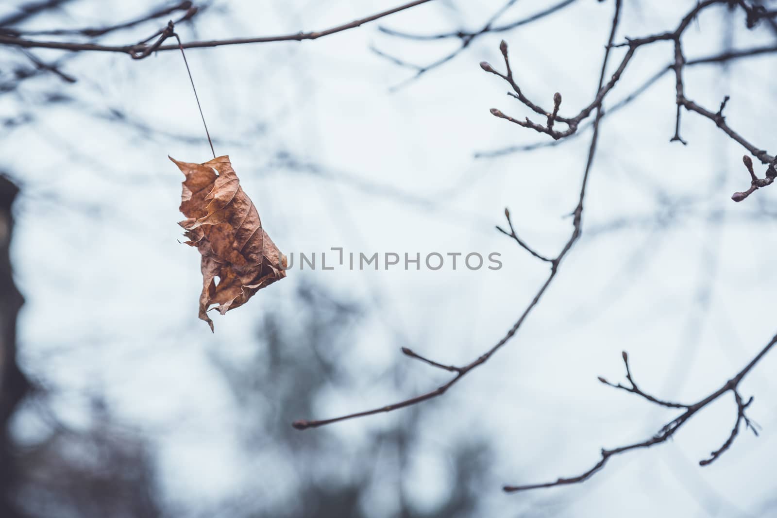 Dried leaf in the forest