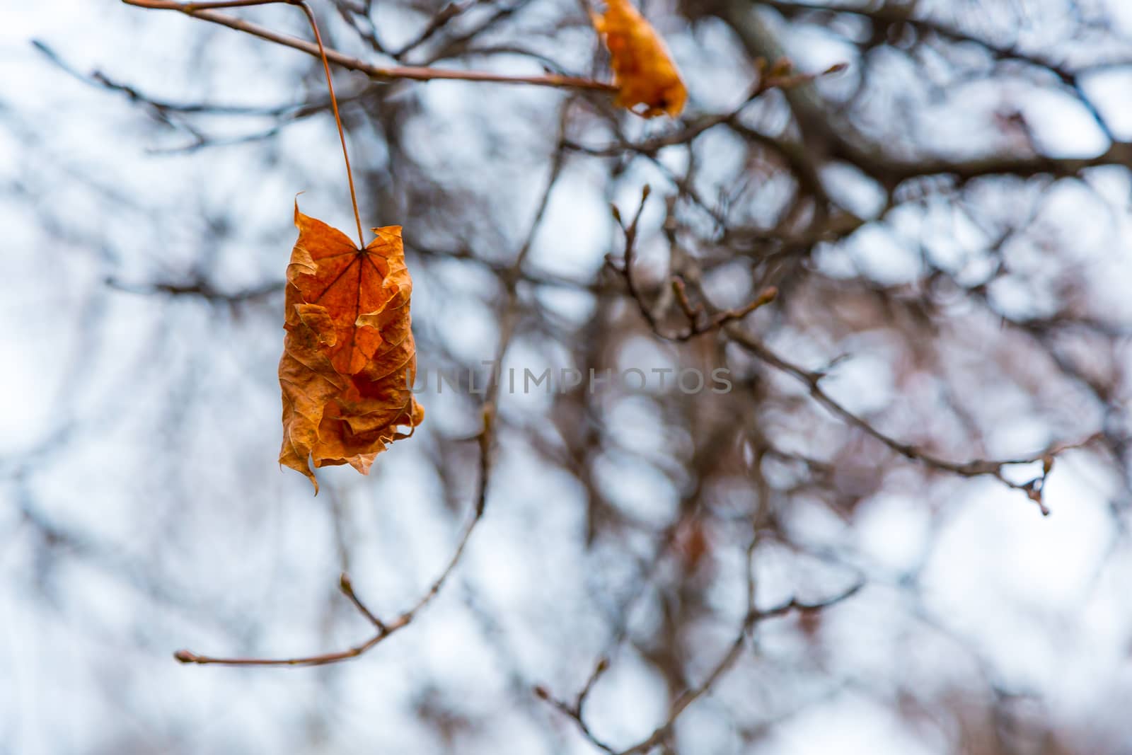 Dried leaf in the forest