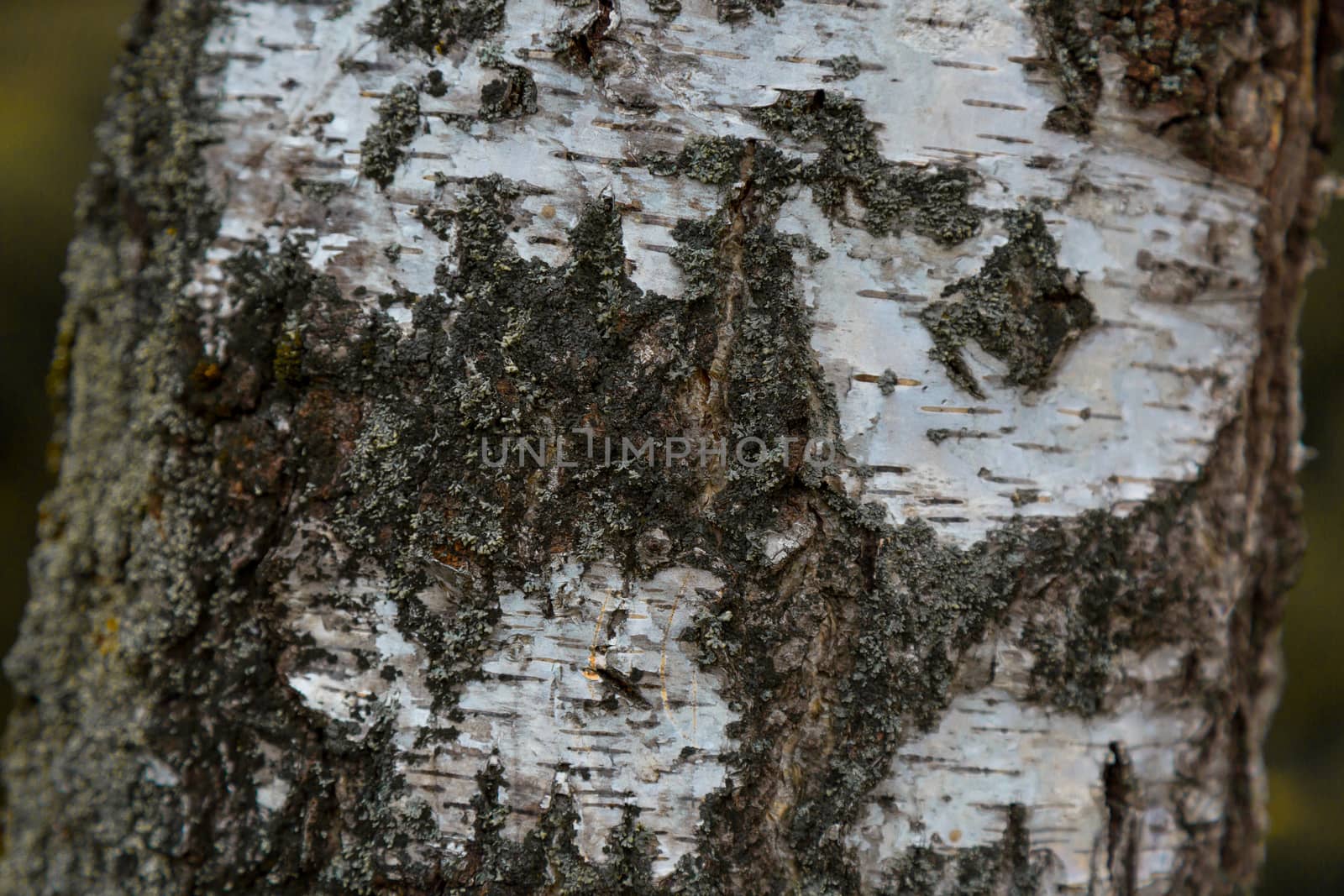 Old tree stump in a forest