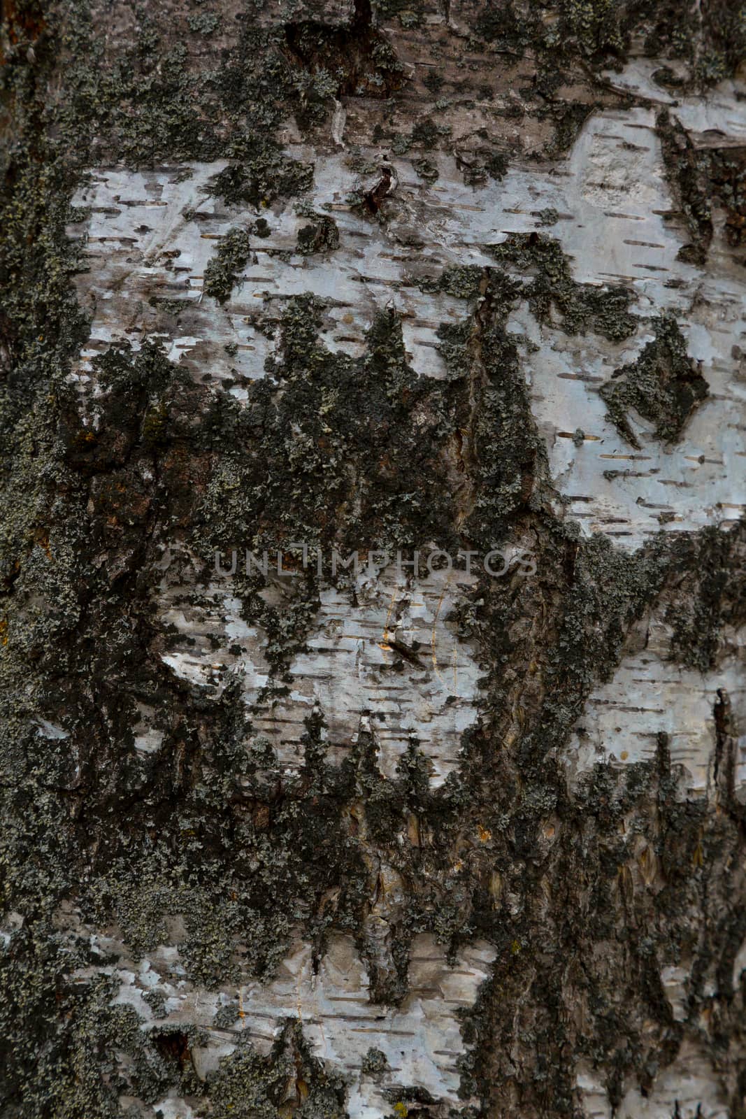 Old tree stump in a forest