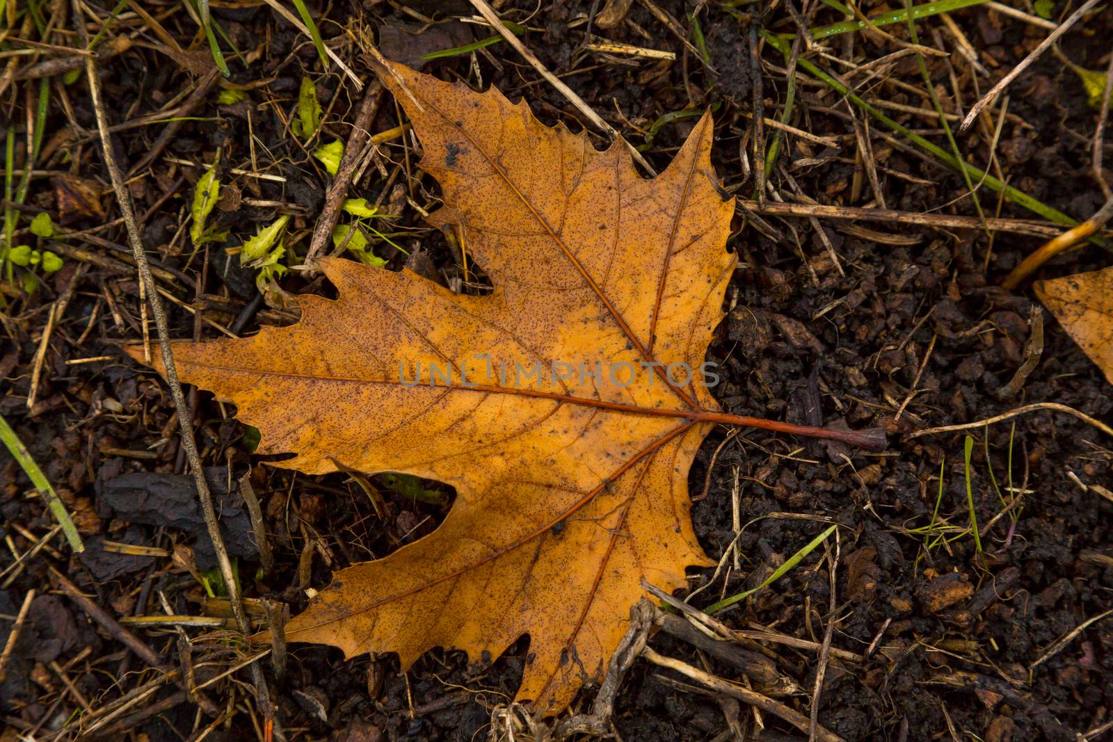 Dried leaf in the forest