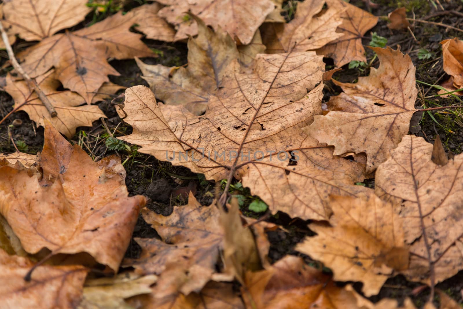 Dried leaf in the forest