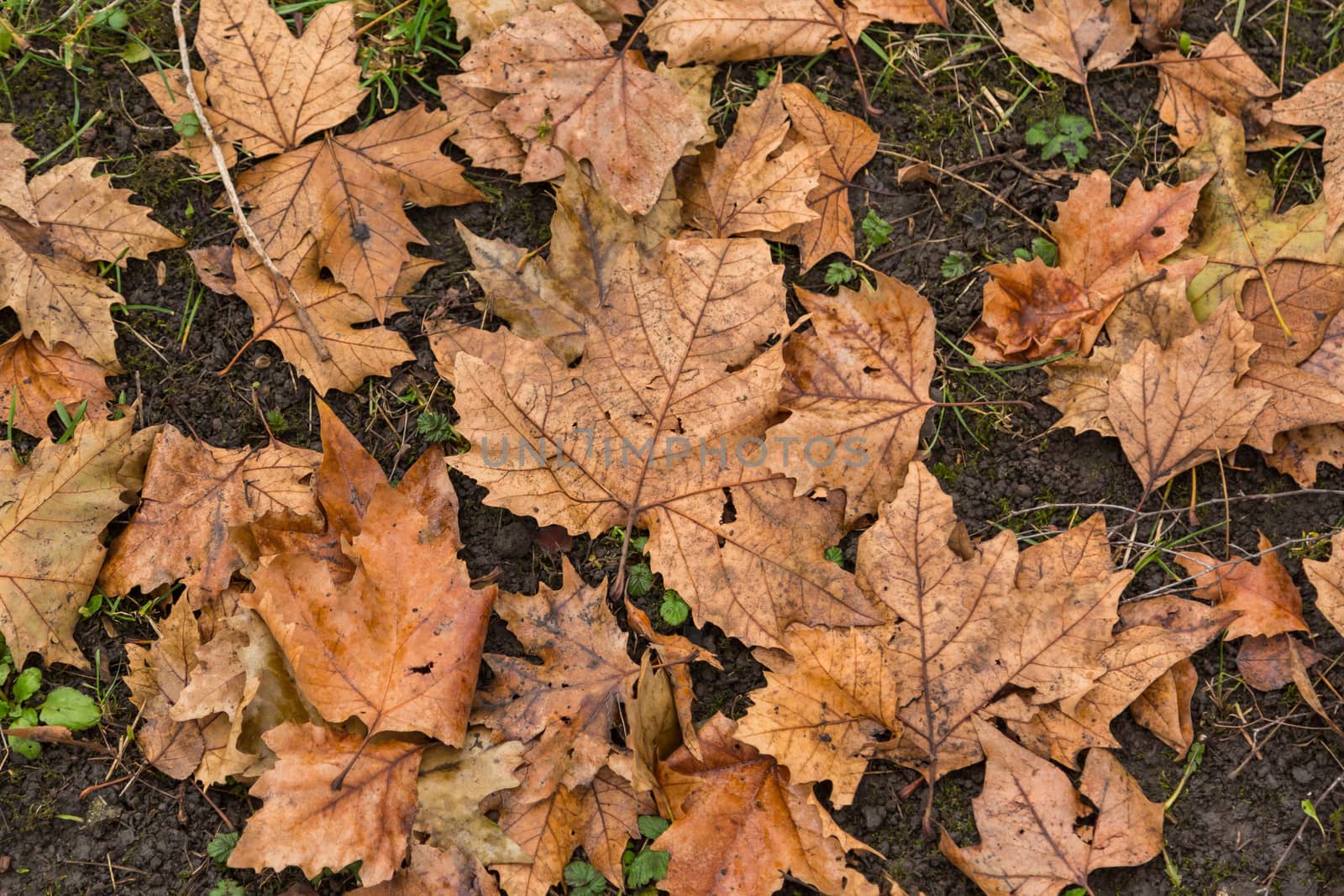 Dried leaf in the forest