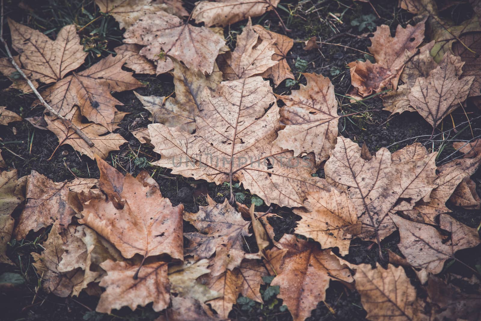 Dried leaf in the forest