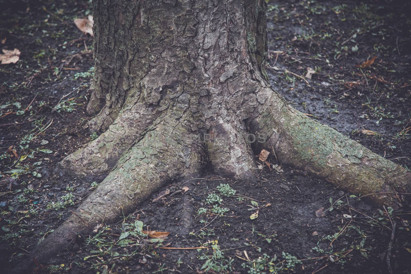 Old tree stump in a forest