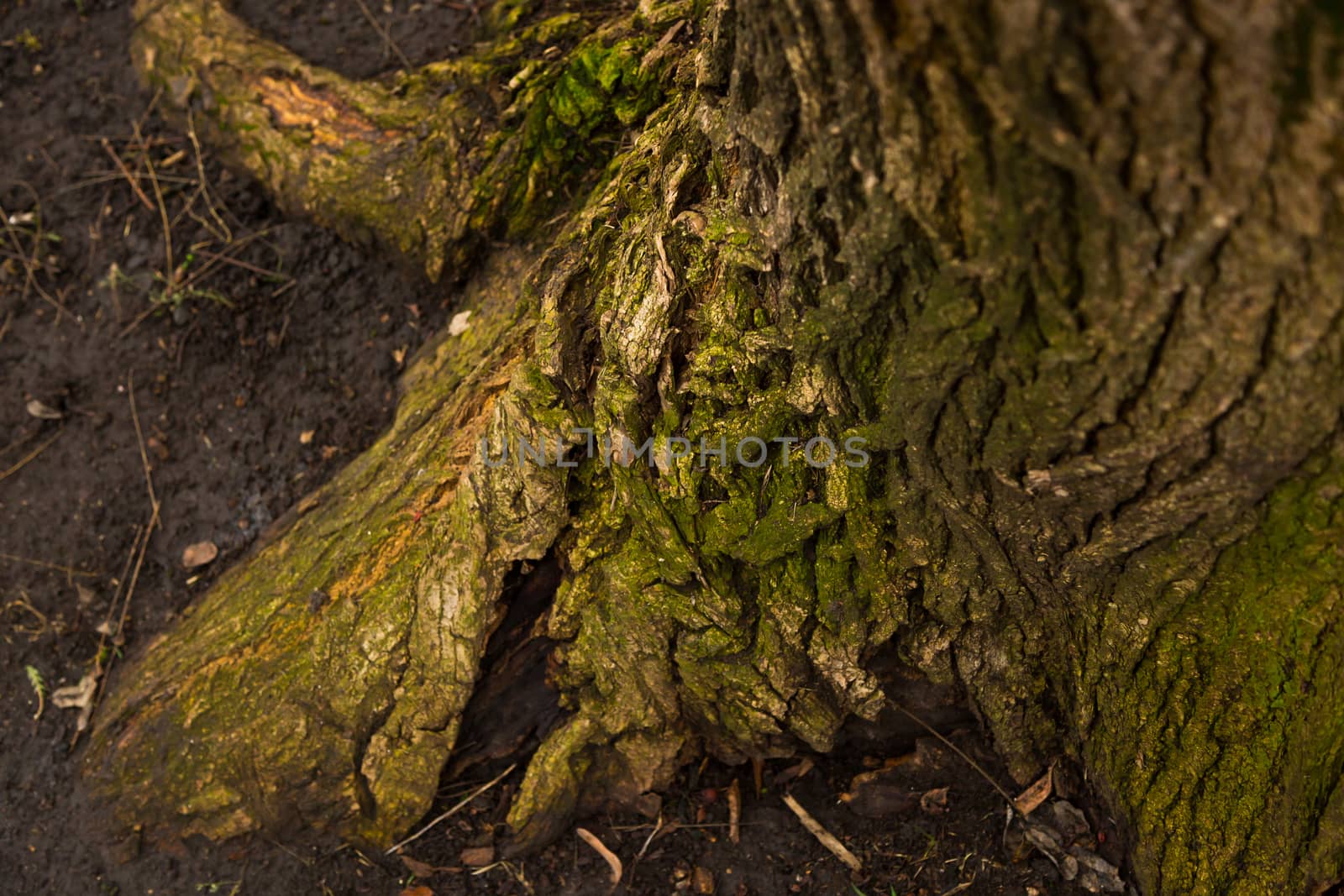 Old tree stump in a forest