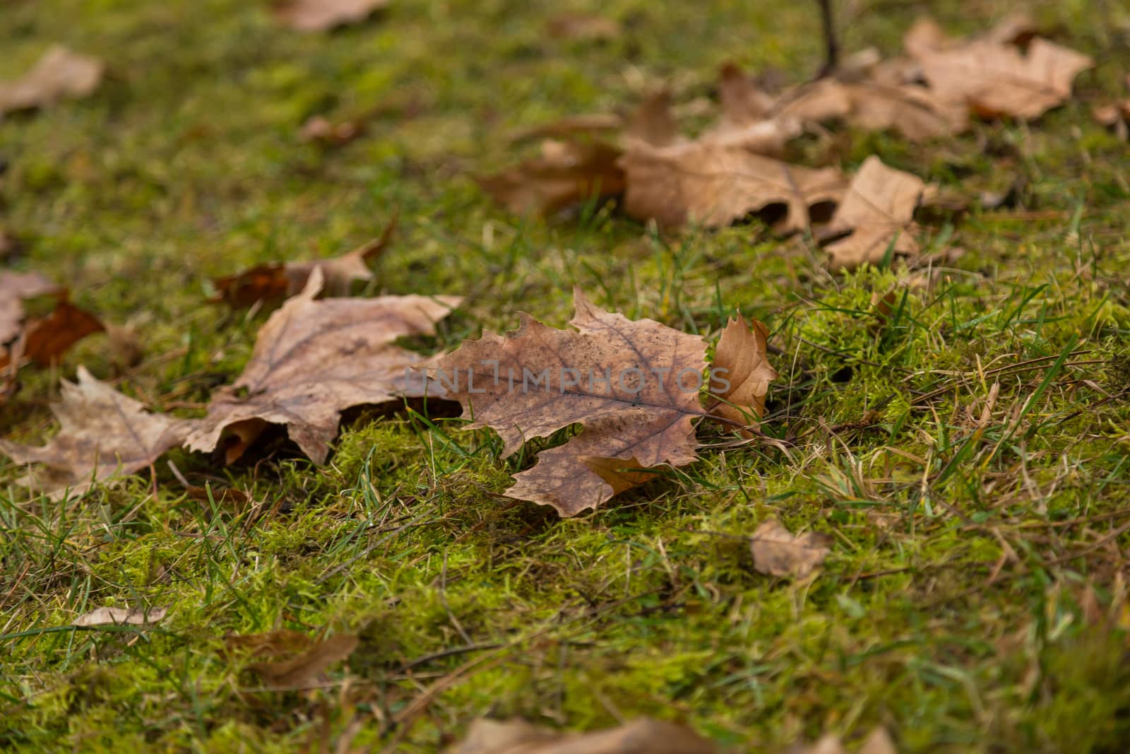 Dried leaf in the forest