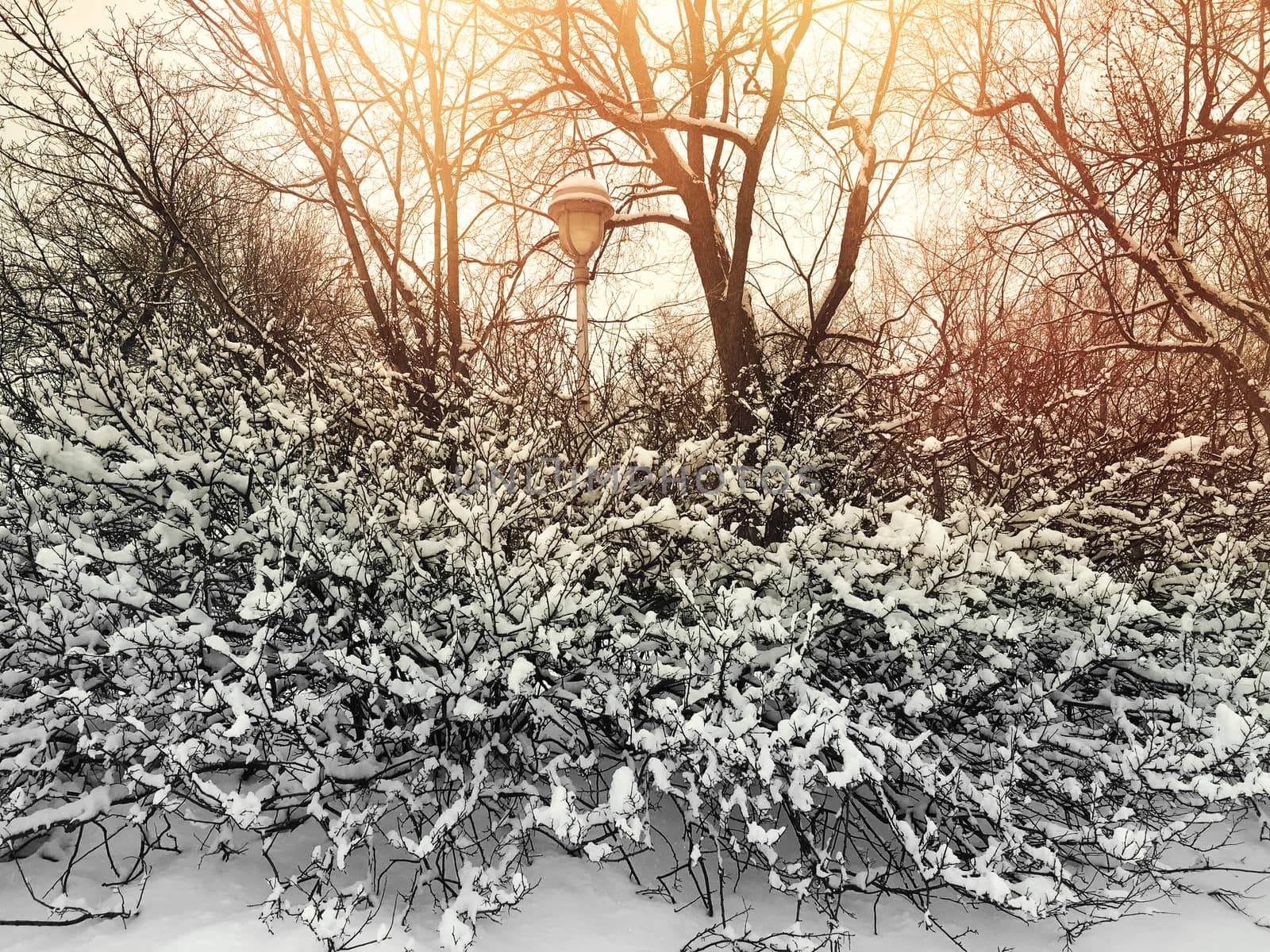 Sunset in a beautiful winter park, with trees and streetlight covered in snow.