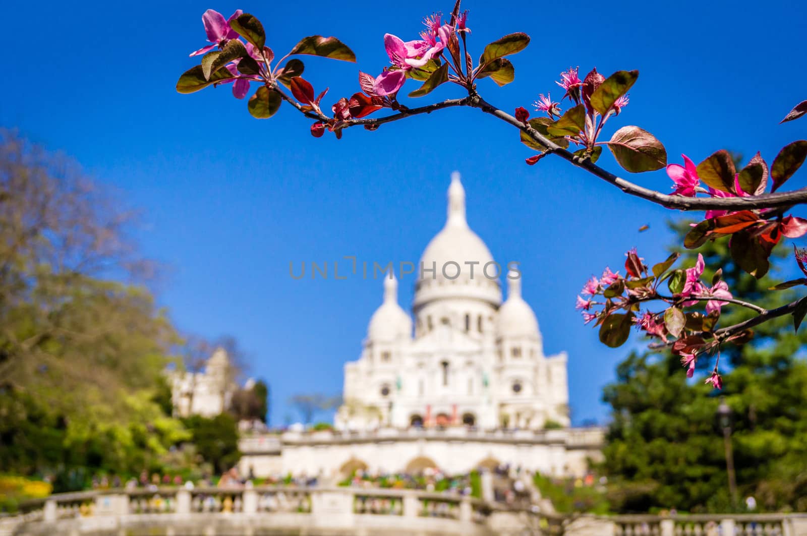 Sacre coeur and pink flowers in Montmartre in Paris in spring