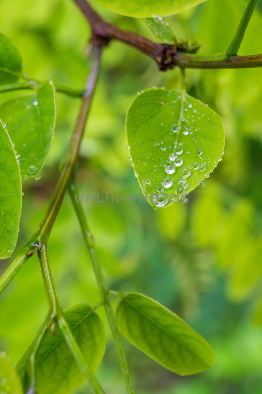 Water drops on a leaf by bignoub