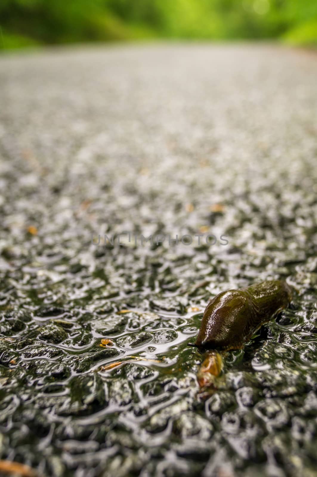 Dead slug on the road just after rain