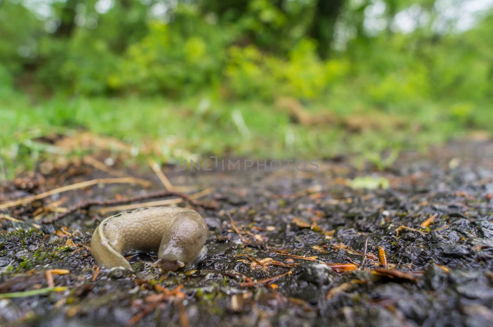 Close-up slug on the road by bignoub