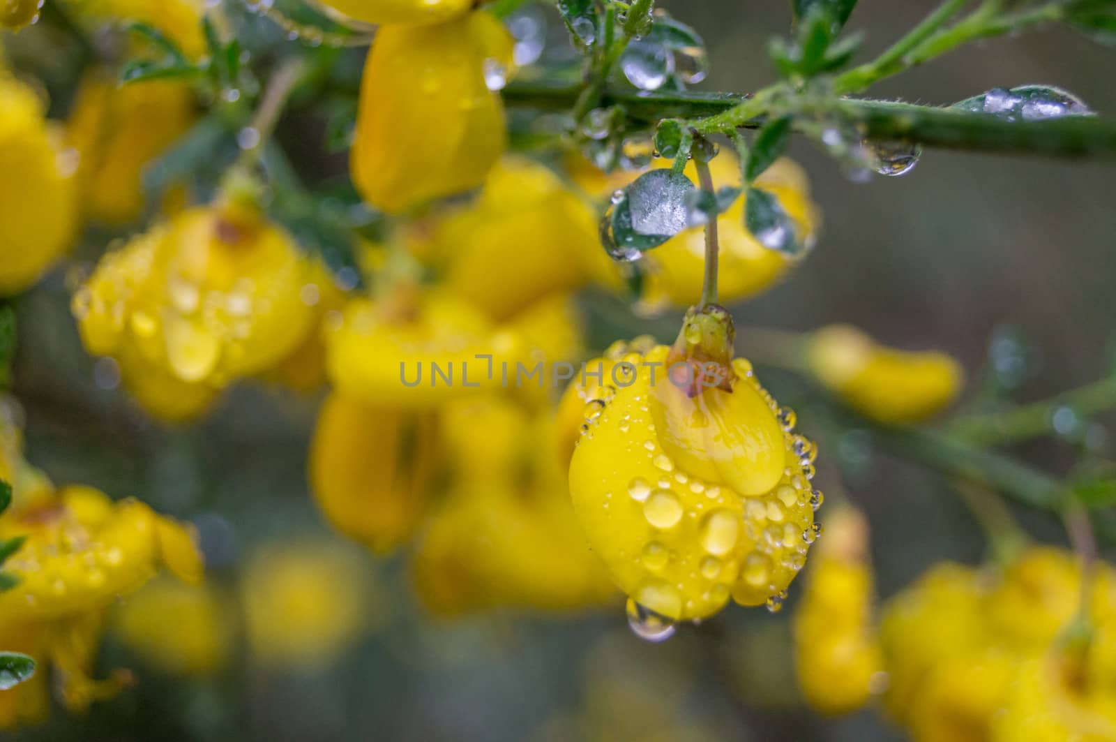 Yellow flowers under the rain, with drops pearling on the flower