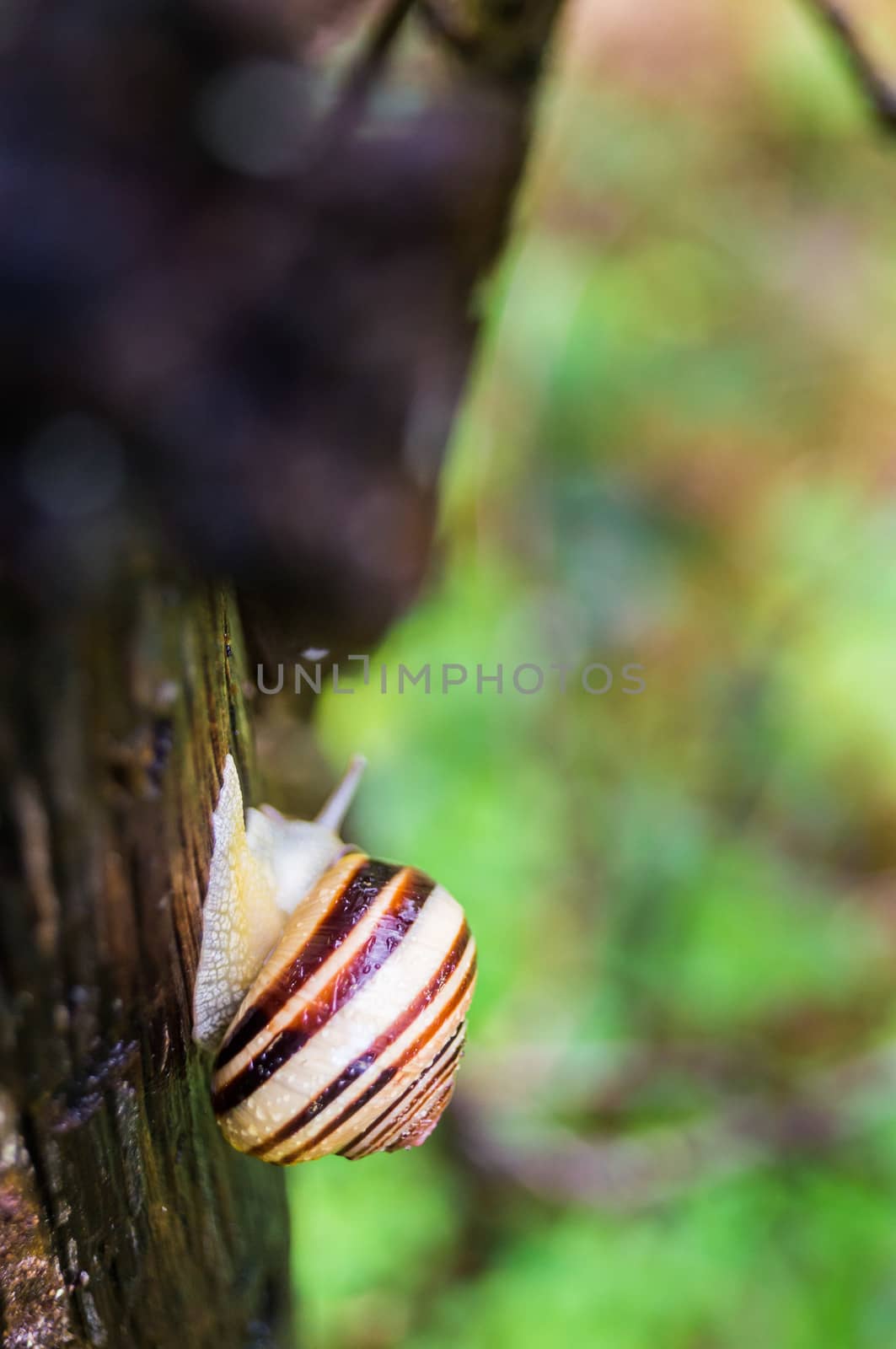Beautiful snail climbing a tree on a rainy day