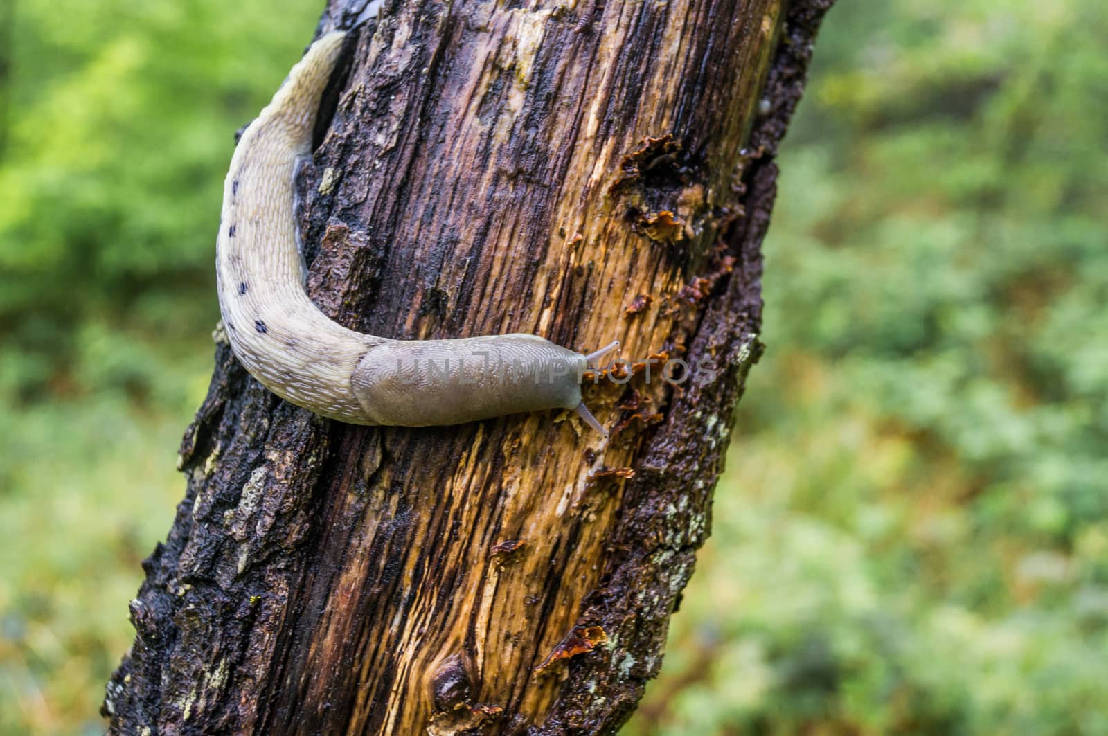 Slug climbing a tree by bignoub