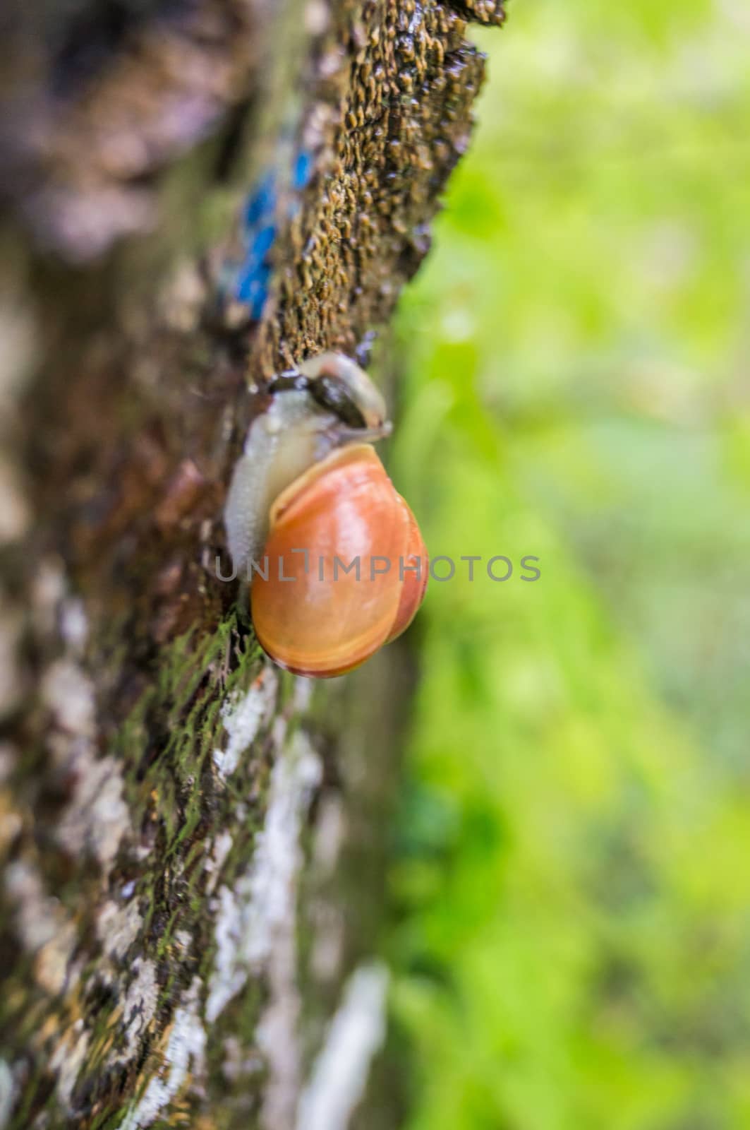 Orange snail on a tree by bignoub
