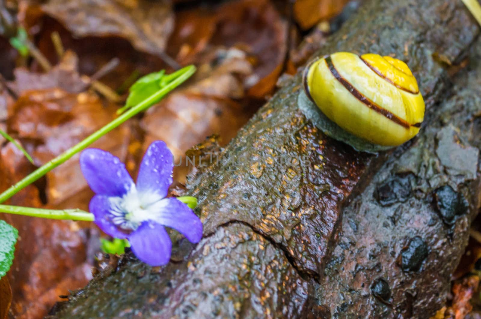 Yellow snail and purple flower by bignoub