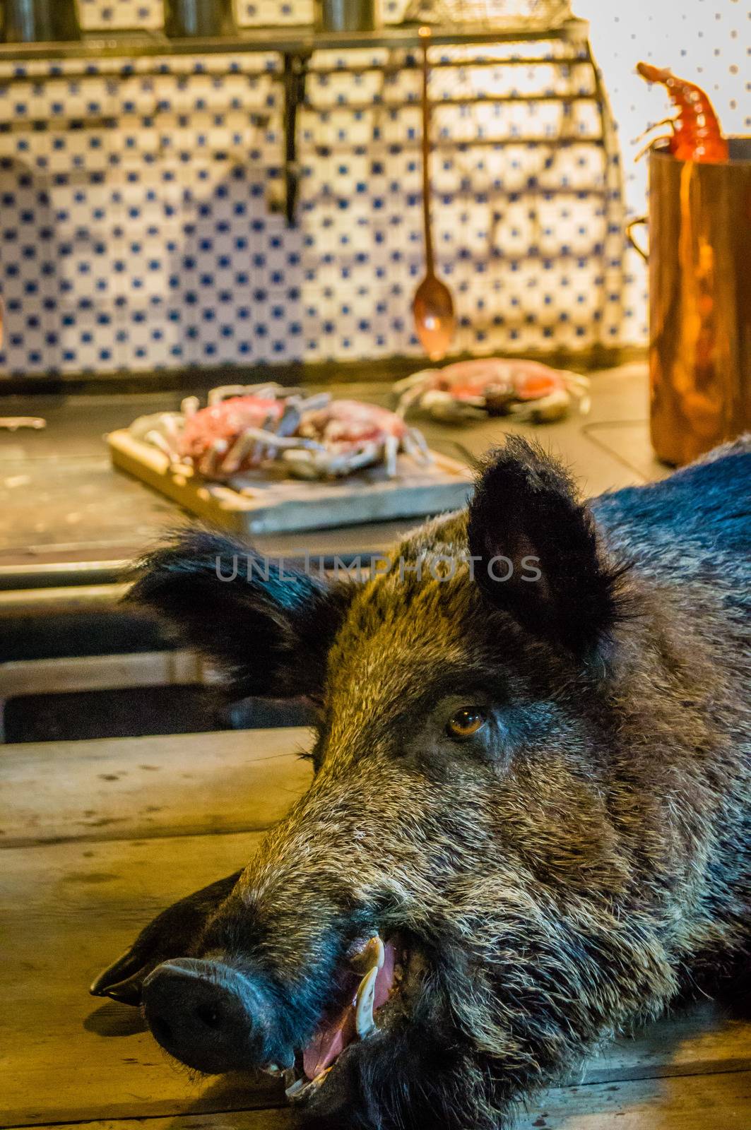 Dead wild boar ready to be cooked by bignoub