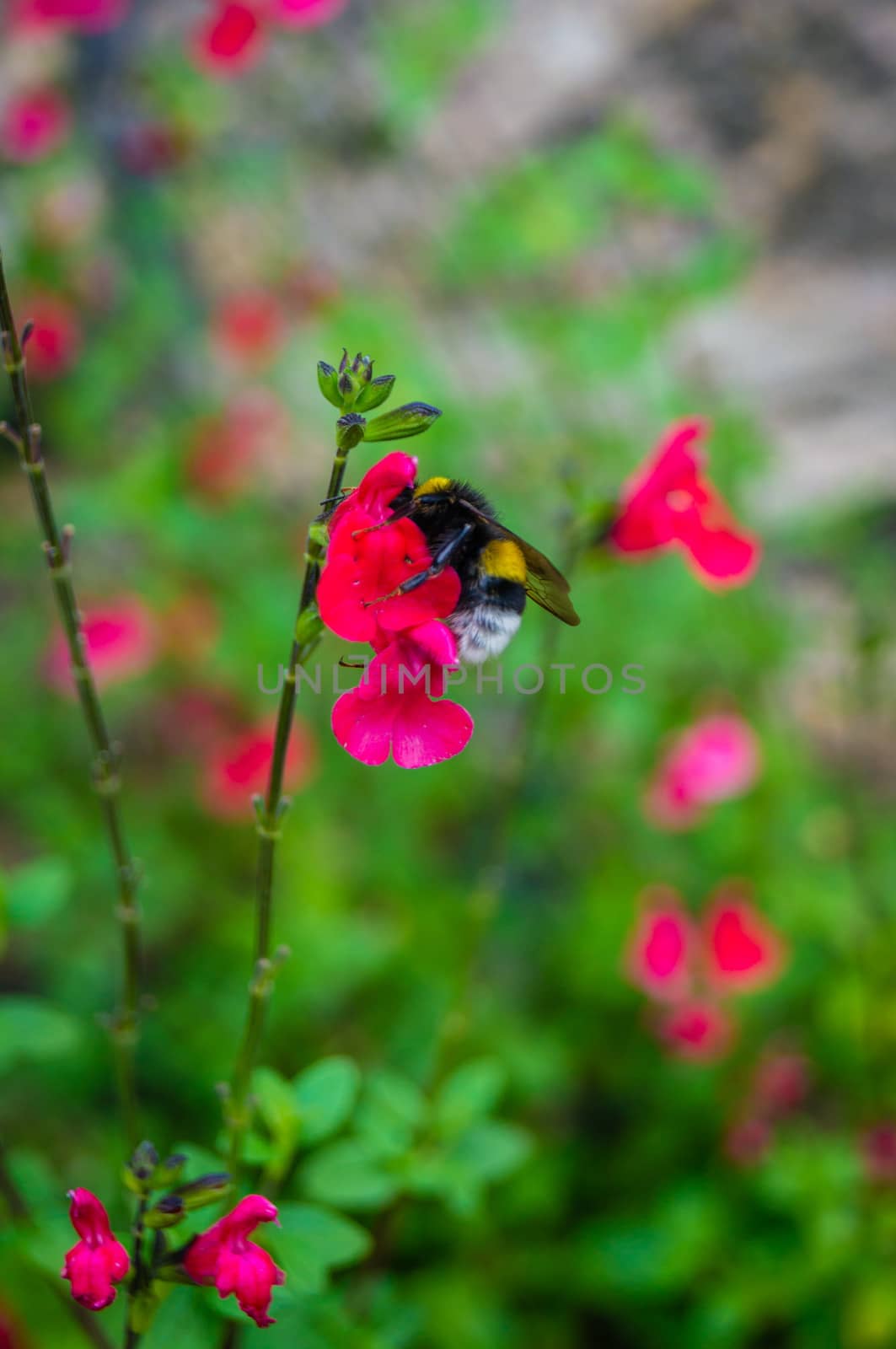 Close-up shot of a bumblebee on a red flower