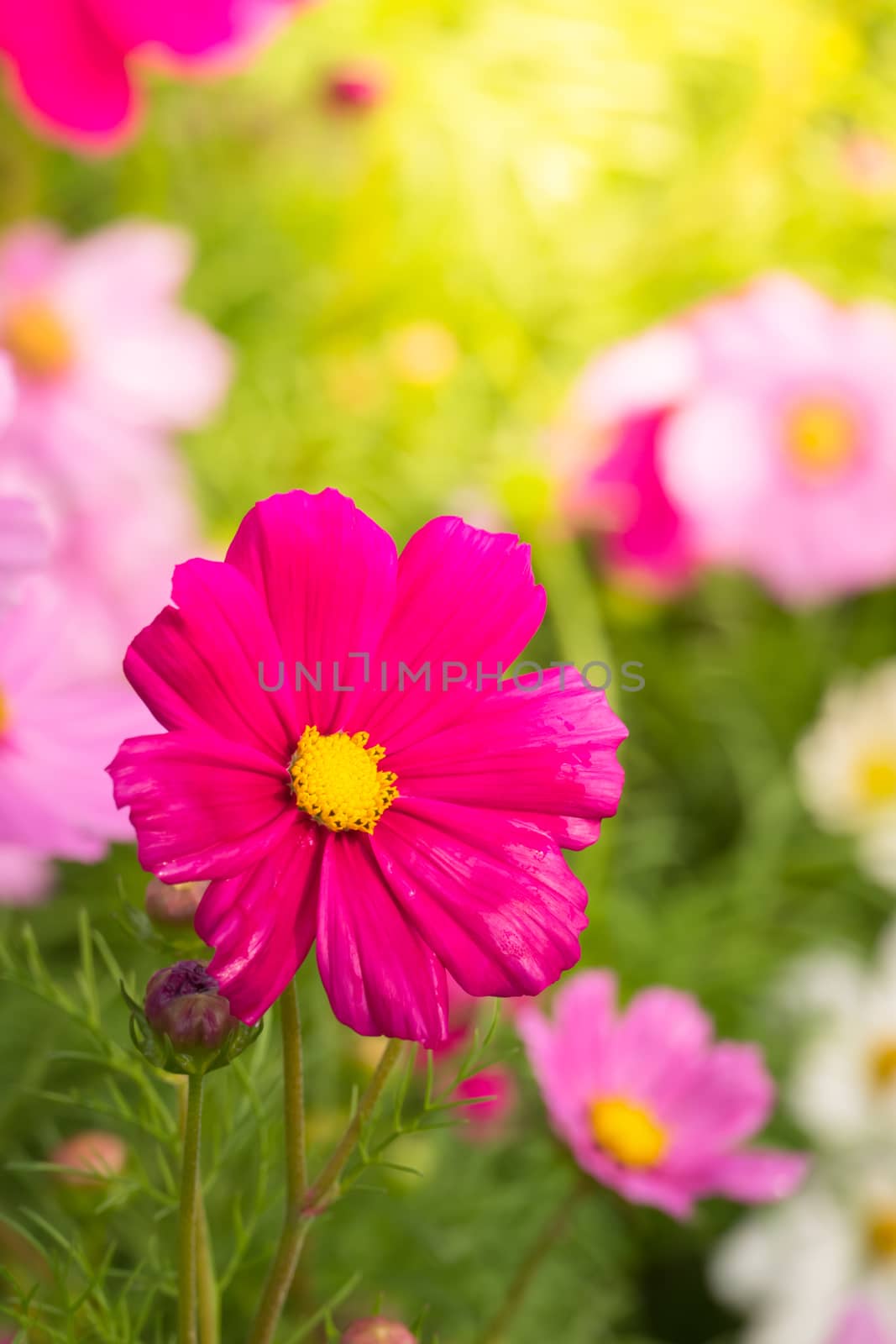  Beautiful Cosmos flowers in garden. Nature background.