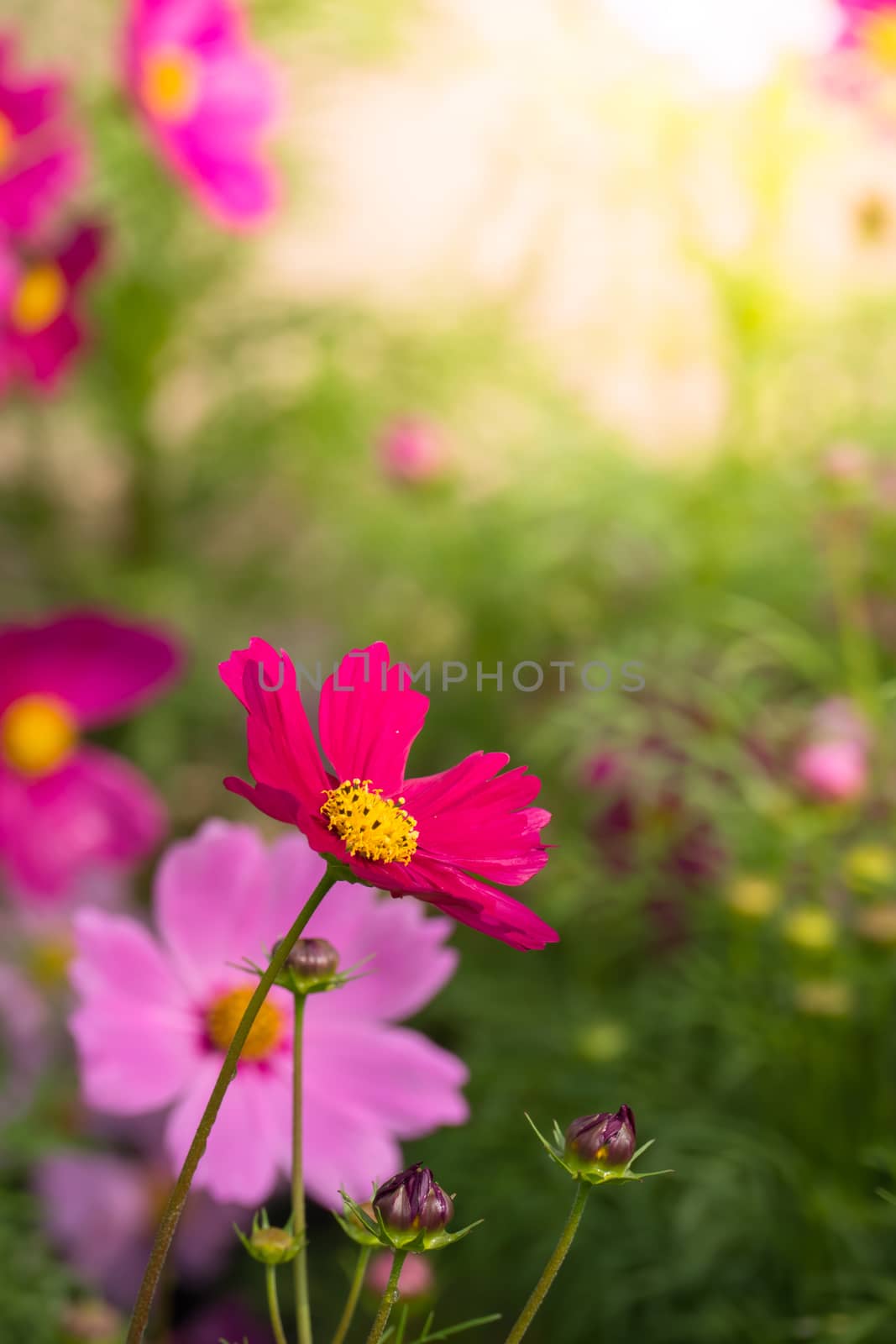  Beautiful Cosmos flowers in garden. Nature background.