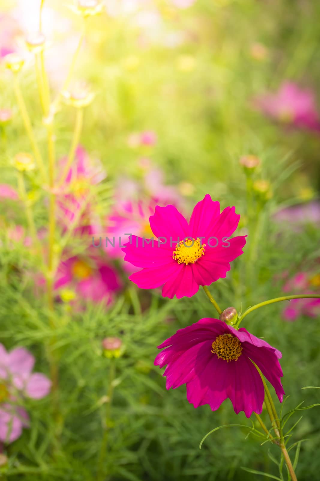  Beautiful Cosmos flowers in garden. Nature background.