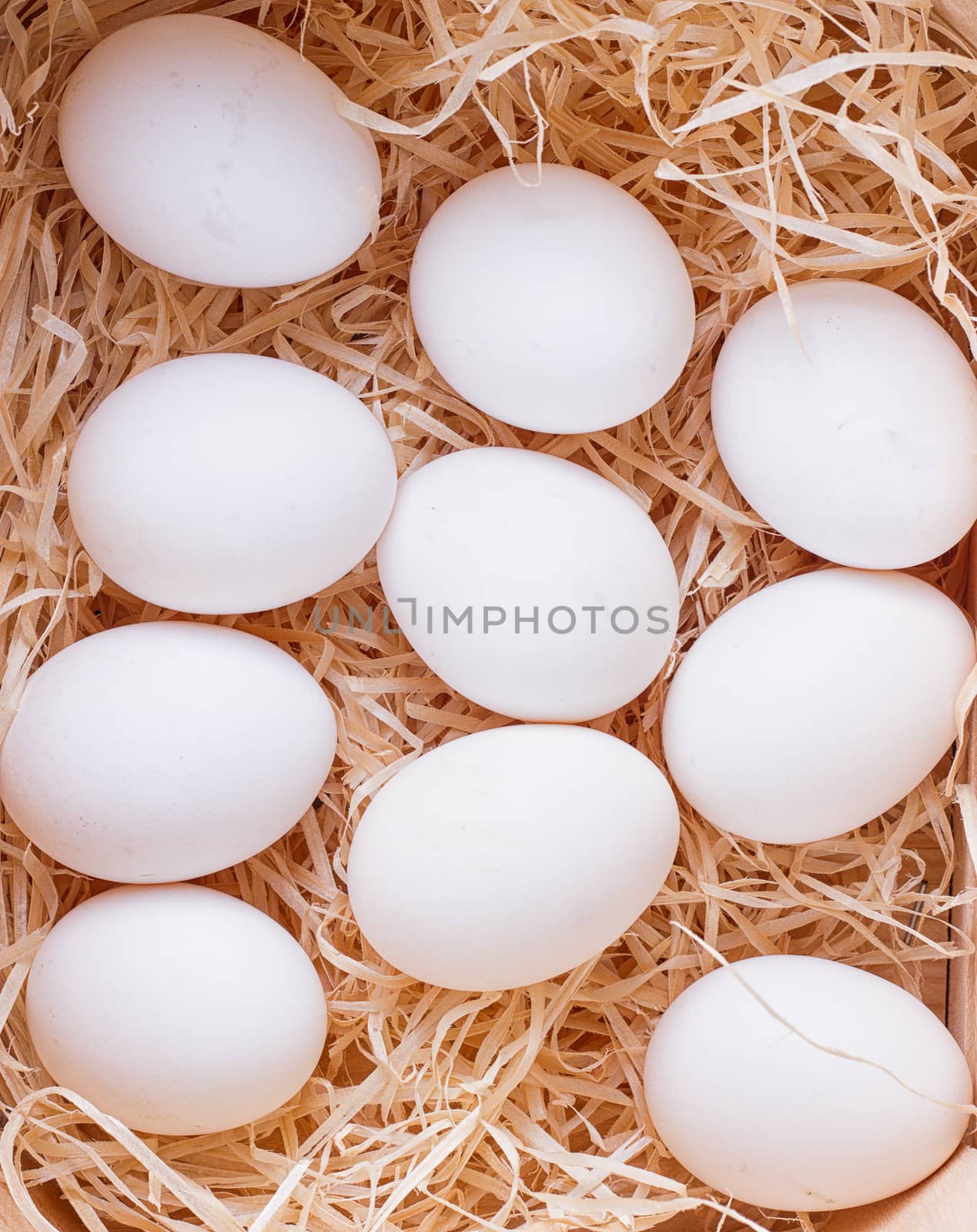 A lot of white chicken eggs in a bunch
