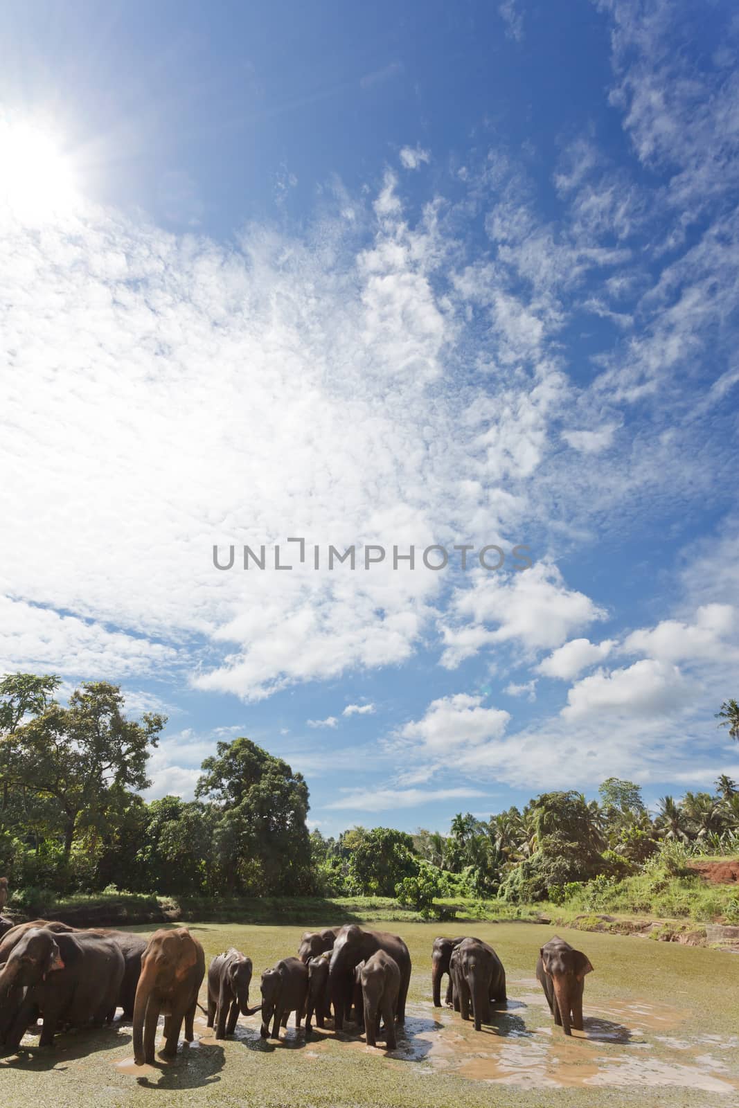 Elephants at Maha Oya - Sri Lanka, Asia