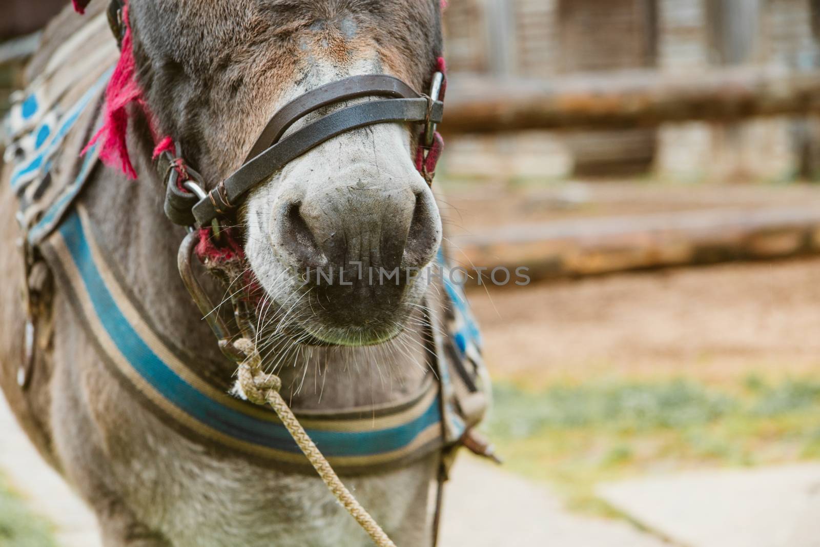 Donkey on a farm. Donkey nose close up. Toned soft focus