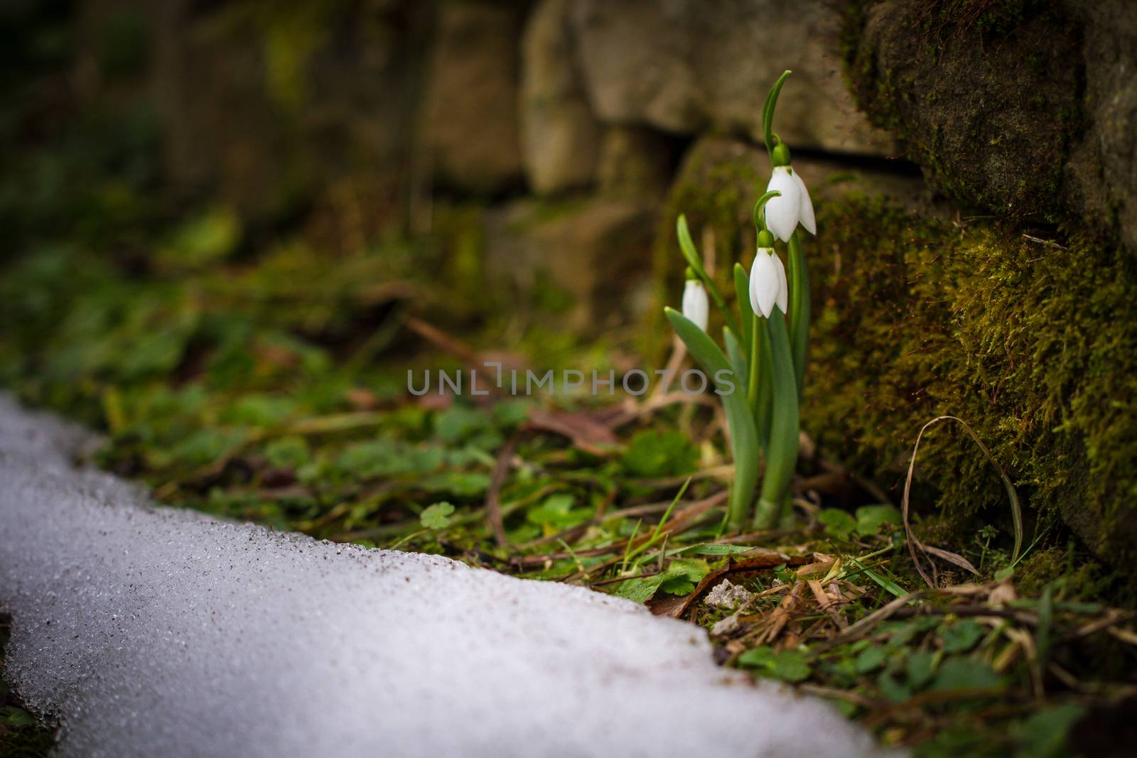 Spring flowers snowdrops (Galanthus nivalis) popping out of the snow in the forest