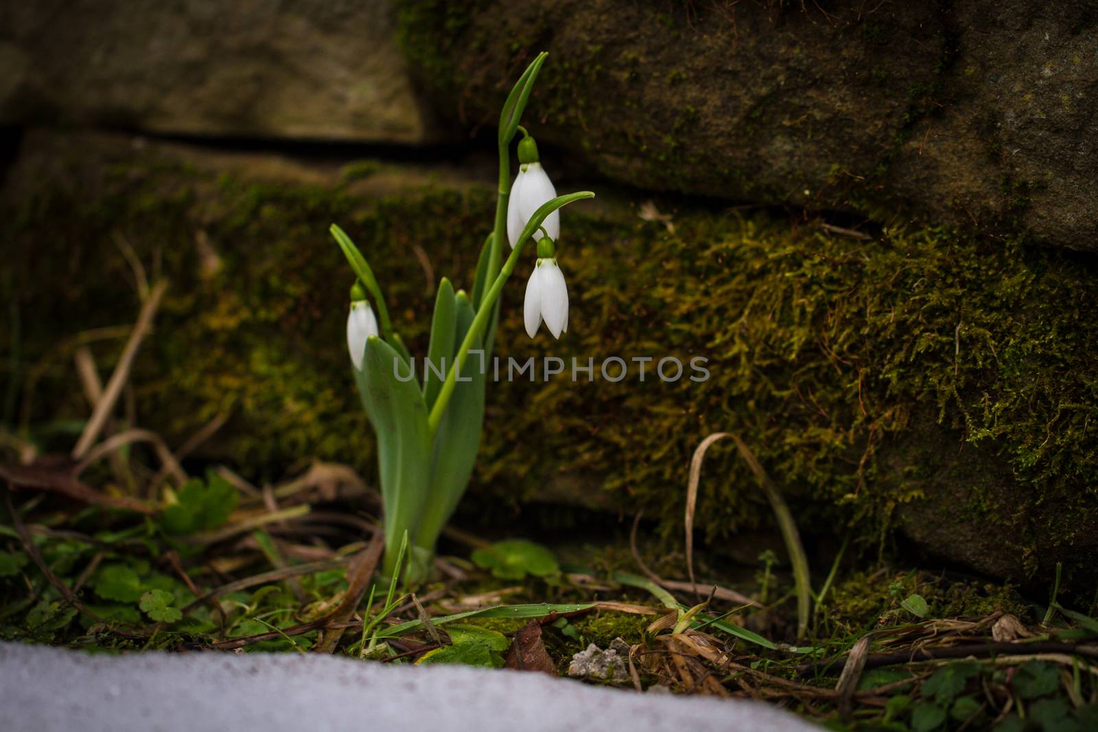 Spring flowers snowdrops (Galanthus nivalis) popping out of the snow in forest