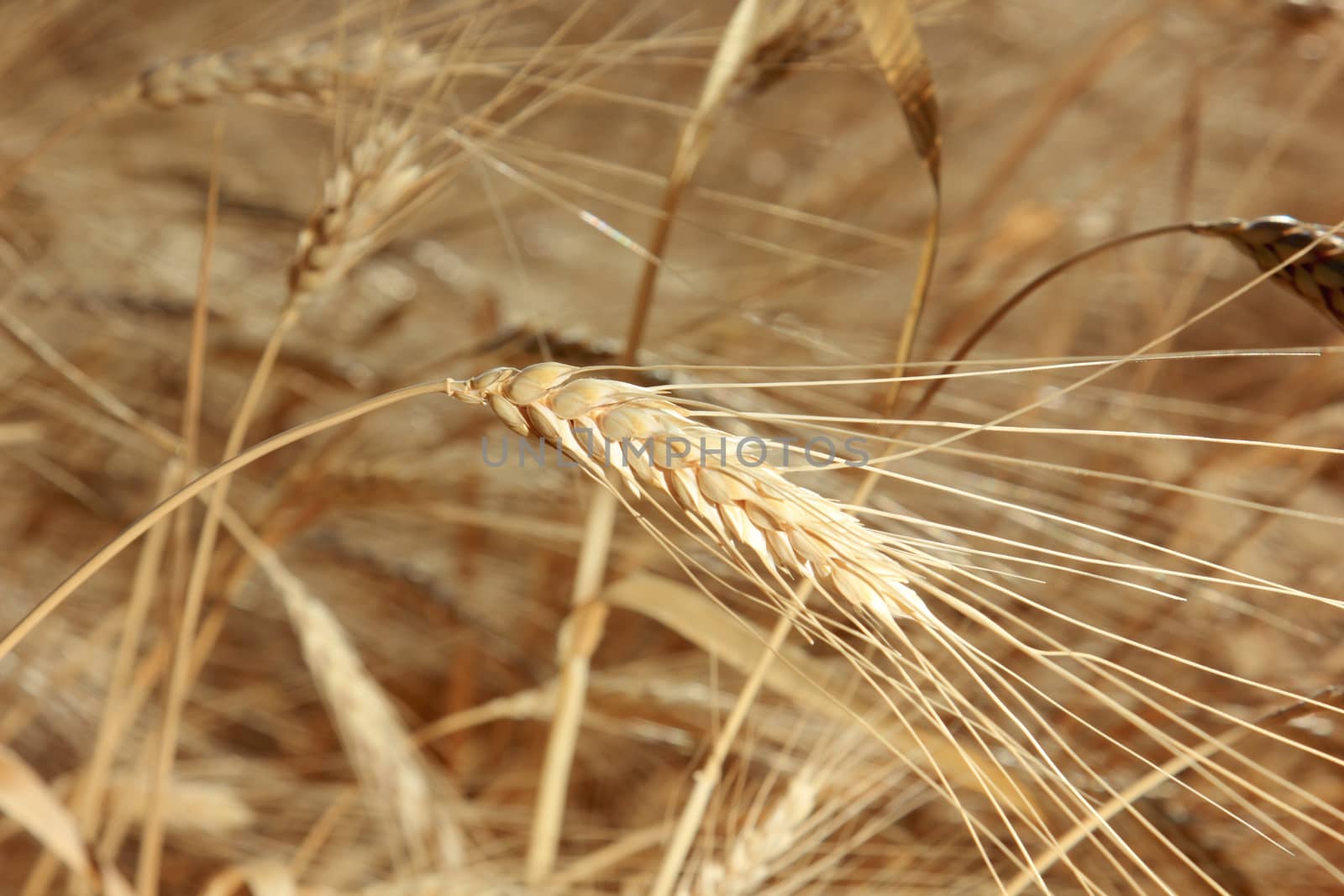 closeup of wheat in a summertime