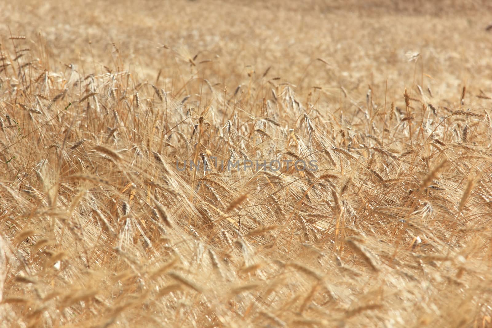 closeup of wheat in a summertime